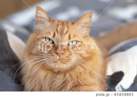 不機嫌そうな猫　茶トラ猫 65839805