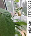緑 自然 植物 65840012
