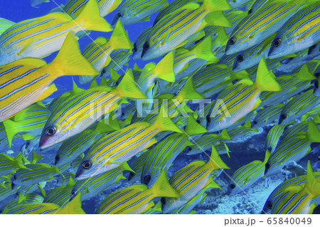 Blue-striped Snapper, Lutjanus kasmira, North Ari Atoll, Maldives, Indian Ocean, Asia 65840049