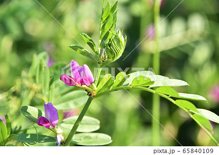 カラスノエンドウ（烏野豌豆） 65840109