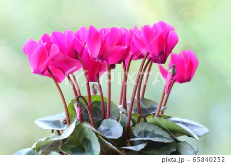 シクラメン ピンク色の花 自然背景の写真素材