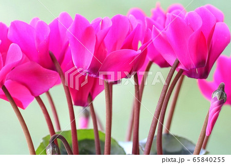 シクラメン ピンク色の花 自然背景の写真素材