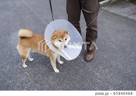 エリザベスカラーをつけた犬の写真素材