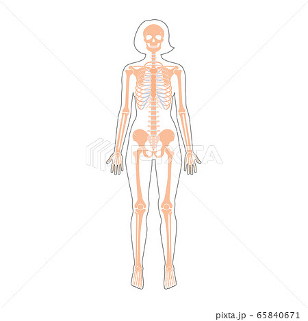 Woman skeleton anatomy 65840671