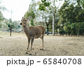 奈良・鹿 65840708