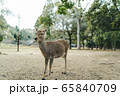 奈良・鹿 65840709