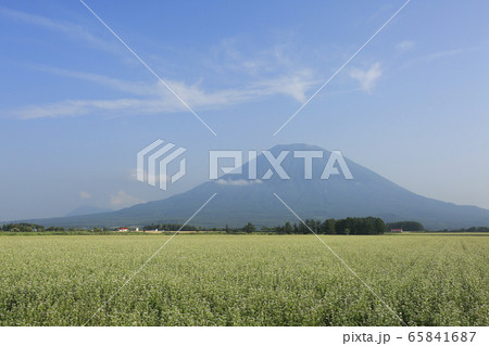 蕎麦畑と羊蹄山と巻雲 65841687