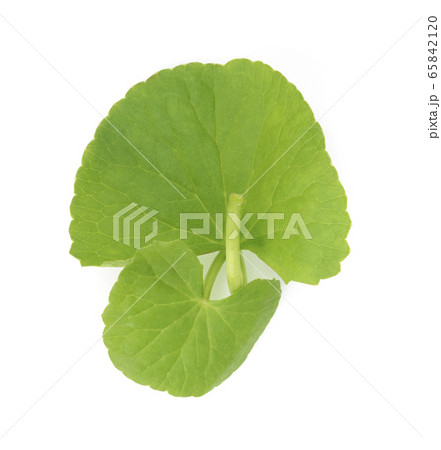 Centella asiatica, Asiatic Pennywort on white background. Top view Centella asiatica, Asiatic Pennywort on white background. Top view 65842120