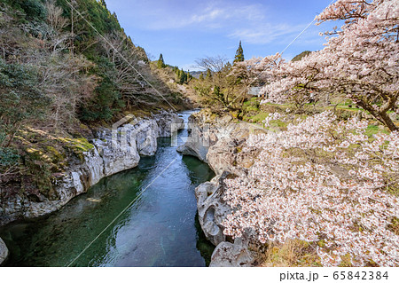猿飛千壺峡と桜　大分県中津市 65842384