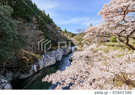 猿飛千壺峡と桜　大分県中津市 65842386