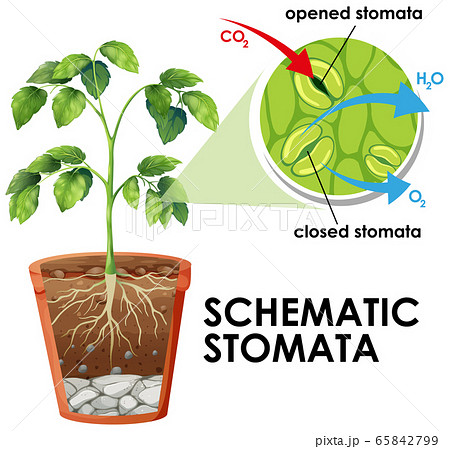 Diagram showing schematic stomata on white 65842799