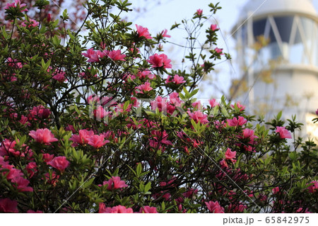荒尾市　四ツ山神社　ツツジの花、 65842975