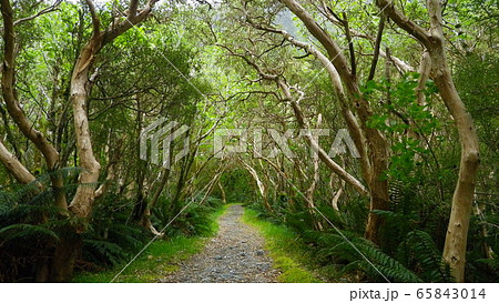 世界一美しい散歩道・ミルフォードトラック 65843014