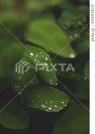 Drops on green leaves after the rain. Drops on green leaves after the rain. 65843019