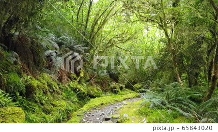 ミルフォードトラックを歩く ミルフォードトラックを歩く 65843020