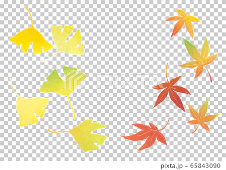 Autumn leaves and ginkgo material illustration (watercolor) 65843090