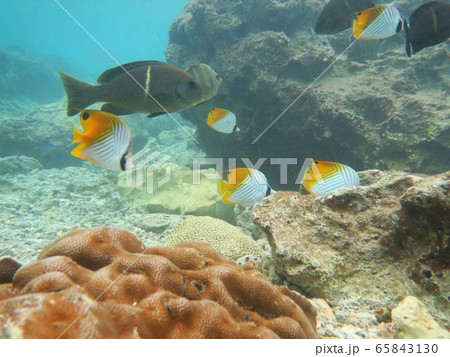 魚たち 魚たち 65843130