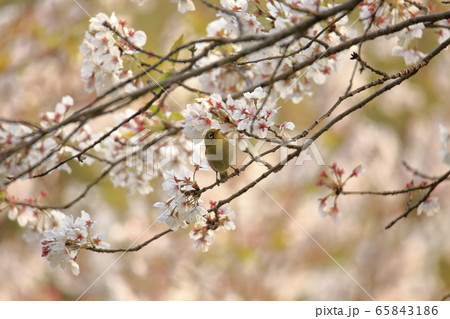 荒尾市 四ツ山神社 メジロ、 荒尾市 四ツ山神社 メジロ、 65843186