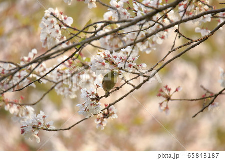 荒尾市 四ツ山神社 メジロ、 荒尾市 四ツ山神社 メジロ、 65843187