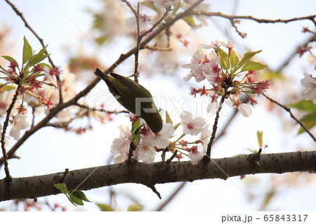 荒尾市 四ツ山神社 メジロ、 荒尾市 四ツ山神社 メジロ、 65843317