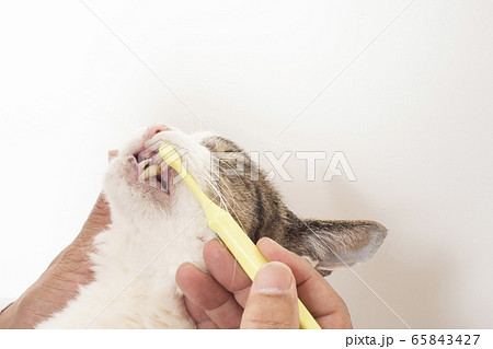 猫の歯磨きをする獣医の手元 猫の歯磨きをする獣医の手元 65843427