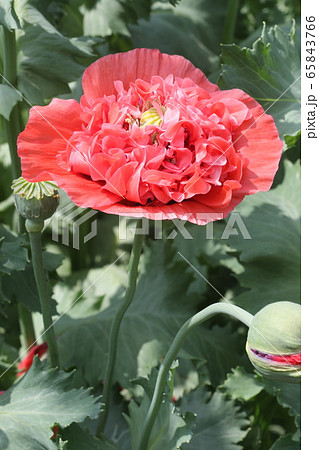 ケシの花 ケシの花 65843766