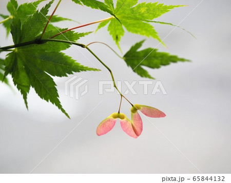 カエデの翼果 65844132