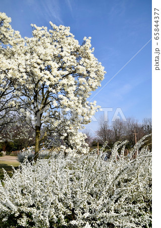 白い花の競演 白い花の競演 65844377