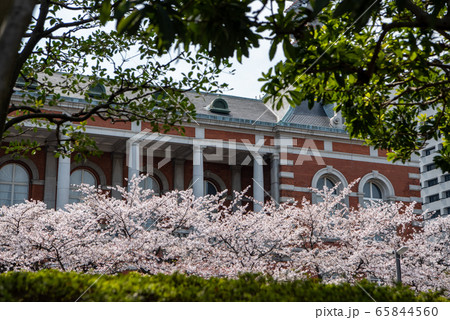法務省旧本館 赤れんが棟 と桜 65844560