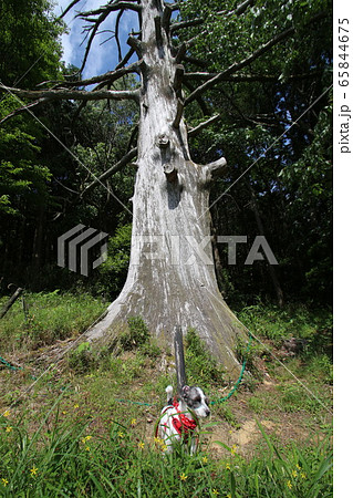 柳生の里 柳生の里 65844675