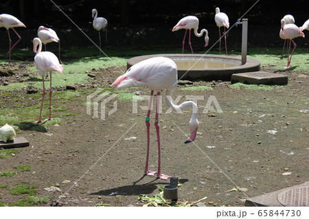 フラミンゴ ~European flamingo~ フラミンゴ ~European flamingo~ 65844730