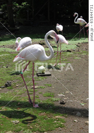 フラミンゴ ~European flamingo~ フラミンゴ ~European flamingo~ 65844731