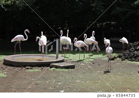 フラミンゴ　　　～European flamingo～ 65844735