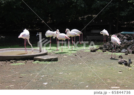 フラミンゴ　　　～European flamingo～ 65844736