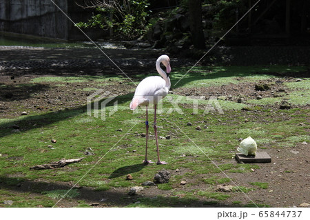 フラミンゴ　　　～European flamingo～ 65844737