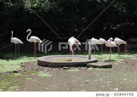 フラミンゴ　　　～European flamingo～ 65844740