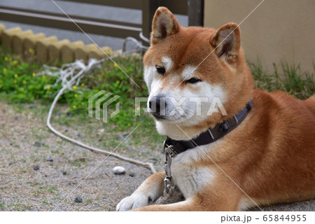 男らしい表情の柴犬 男らしい表情の柴犬 65844955