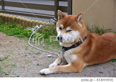 男らしい表情の柴犬 男らしい表情の柴犬 65844956