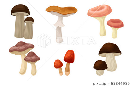 Edible Forest Mushrooms or Toadstools with Stem and Cap Isolated on White Background Vector Set Edible Forest Mushrooms or Toadstools with Stem and Cap Isolated on White Background Vector Set 65844959