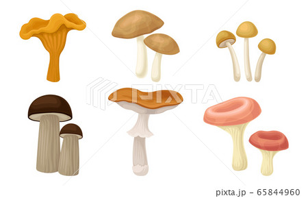 Edible Forest Mushrooms or Toadstools with Stem and Cap Isolated on White Background Vector Set Edible Forest Mushrooms or Toadstools with Stem and Cap Isolated on White Background Vector Set 65844960