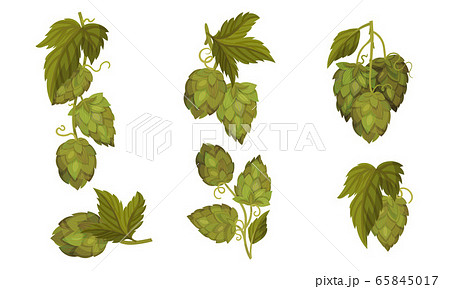 Fresh Hop Plants With Cones And Green Leaves のイラスト素材