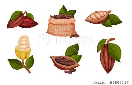 Cocoa Beans in Pods Hanging on Tree Branch Vector Set Cocoa Beans in Pods Hanging on Tree Branch Vector Set 65845117