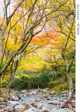 花貫渓谷の秋 花貫川と紅葉風景 （茨城県高萩市） 2019年11月撮影 65845182