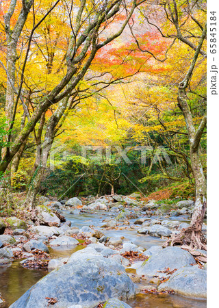 花貫渓谷の秋 花貫川と紅葉風景 （茨城県高萩市） 2019年11月撮影 65845184