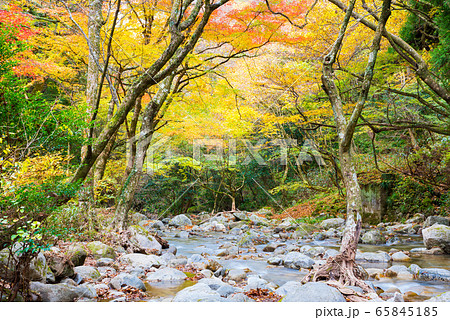 花貫渓谷の秋 花貫川と紅葉風景 茨城県高萩市 19年11月撮影の写真素材