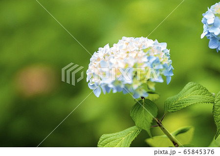 紫陽花の開花 65845376