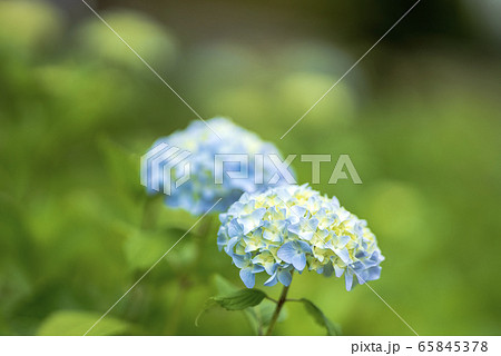紫陽花の開花 紫陽花の開花 65845378