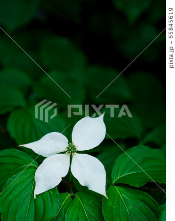 木陰でそっと咲く一輪のハナミズキの花と青葉 木陰でそっと咲く一輪のハナミズキの花と青葉 65845619