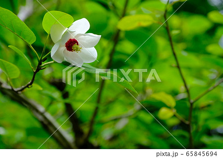 可憐に咲く 絶滅危惧種の花 オオヤマレンゲの写真素材 可憐に咲く 絶滅危惧種の花 オオヤマレンゲの写真素材