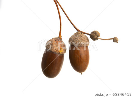 brown acorn isolated 65846415